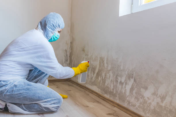 Licensed Mold Remediation service in Carrollton, TX - WQB Mold Removal